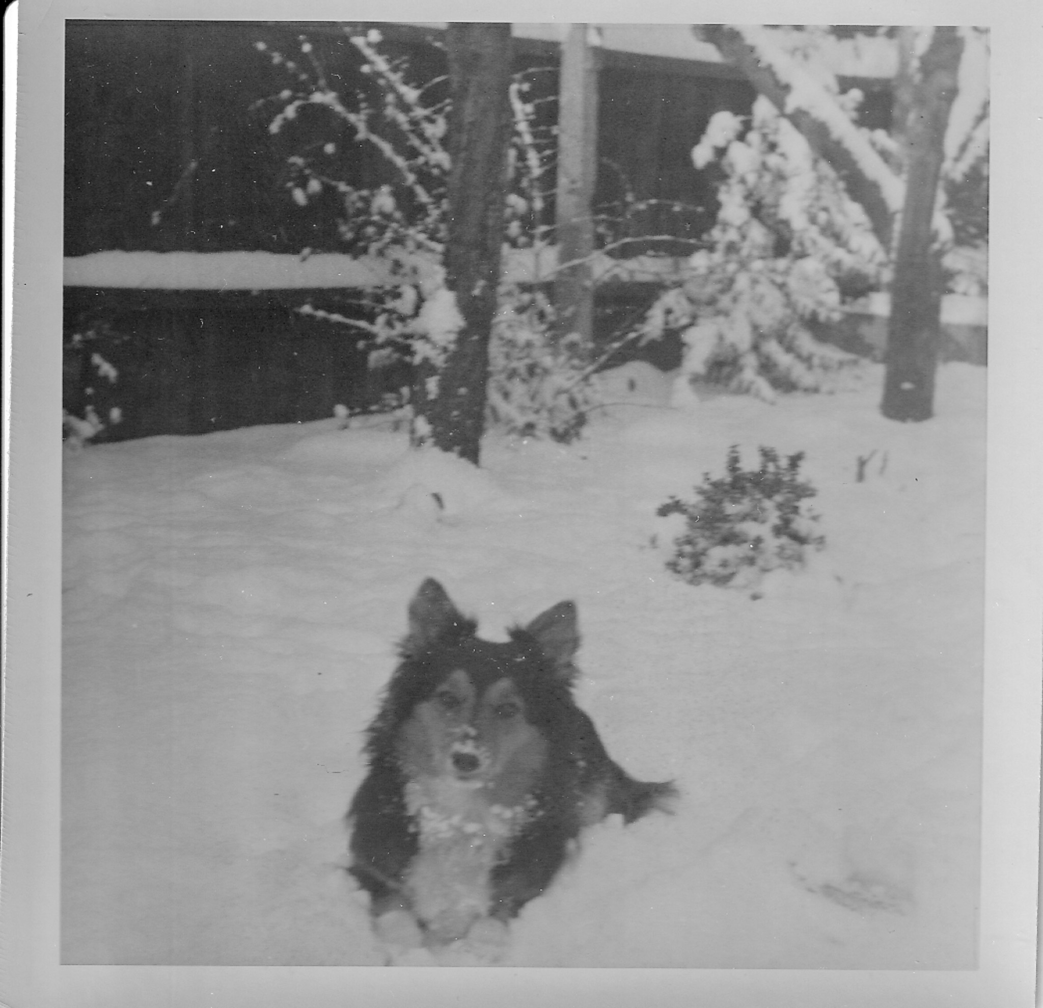 Dog in snow